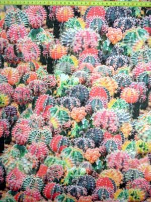 Cactus canvas digitaal